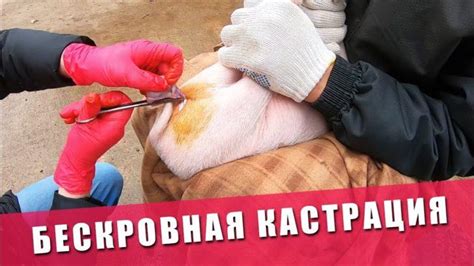 Как правильно кастрировать поросят в домашних условиях