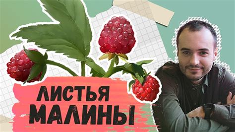 Как правильно собирать листья малины?