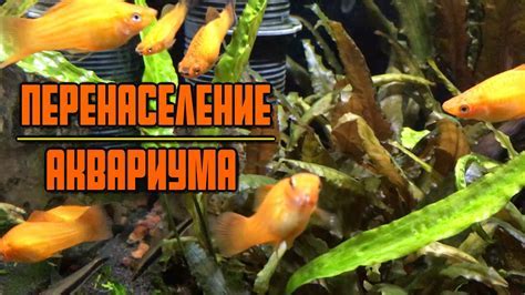 Как предотвратить перенаселение аквариума