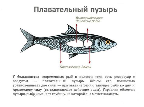 Как преобразить значение сновидения о краже рыбы у мужчины