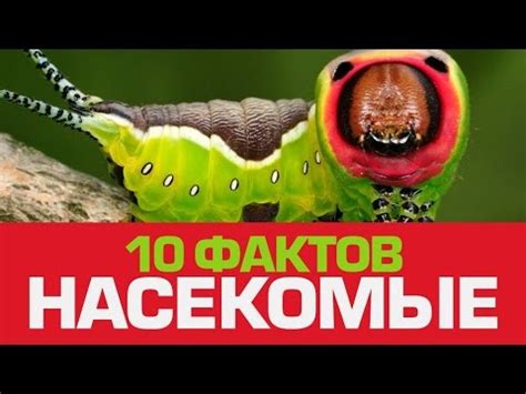 Как преодолеть негативные сны о крошечных насекомых?