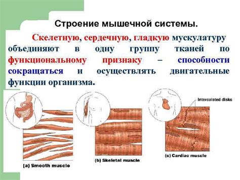 Как происходит действие на гладкую мускулатуру?