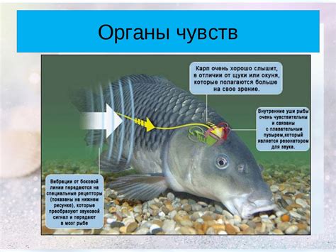 Как работает оперение у рыб: