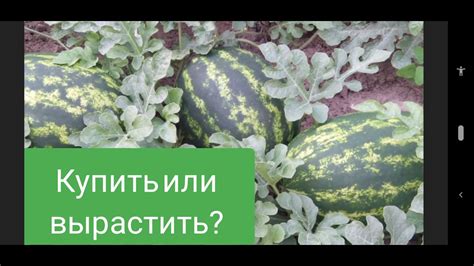 Как разгадать сновидение: арбузное поле и поток воды