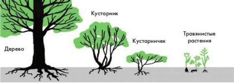 Как разгадать сновидение с изменением формы растений на побережье?