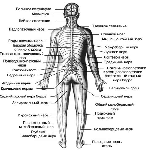 Как связано чесание ног с дисфункцией нервной системы?