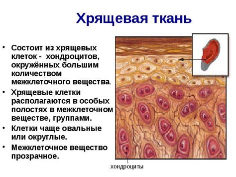 Как сохранять здоровье хрящевой ткани: 5 советов+