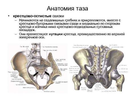 Как справиться с проблемой видимости костей таза