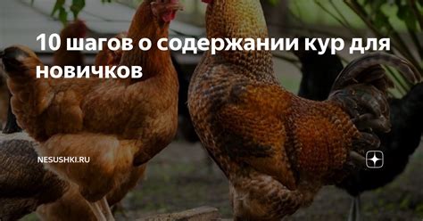 Как уберечь новичков от атак опытных кур