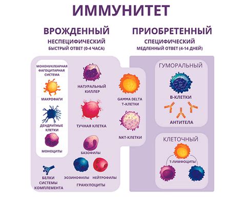 Как укрепить иммунитет и поддерживать его на высоком уровне