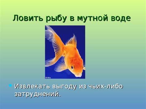 Как фразеологизм "как рыба в воде" может использоваться в разговорной речи?