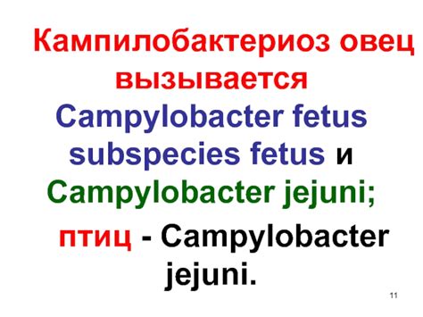 Кампилобактериоз spp и jejuni: различия в патогенезе