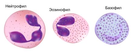 Катионный протеин эозинофилов: