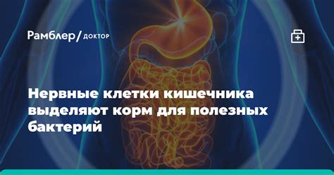 Кефир как источник полезных бактерий для кишечника