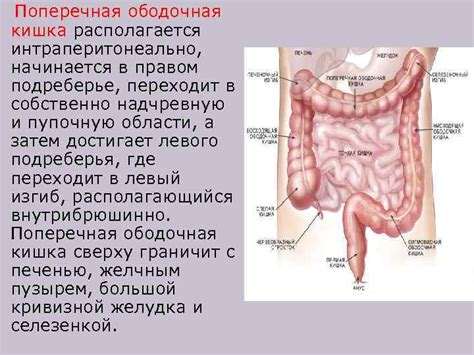 Кишечник и желудок