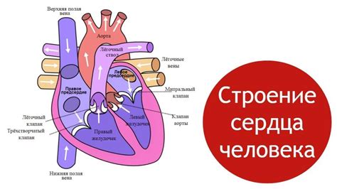 Клапан в ноге и его функции