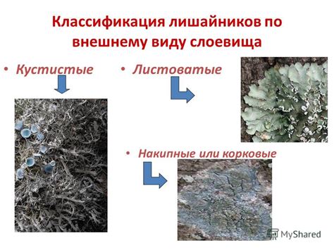 Классификация форм снега по внешнему виду