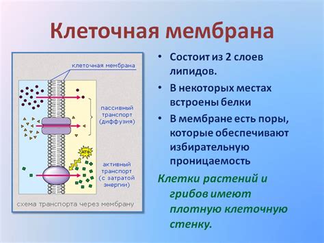 Клеточная мембрана: определение и функции