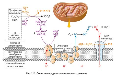 Клеточное дыхание и роль митохондрий в нем