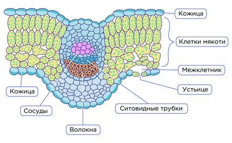 Клеточное строение