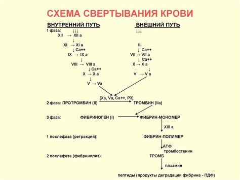 Коагуляция крови и ее механизмы