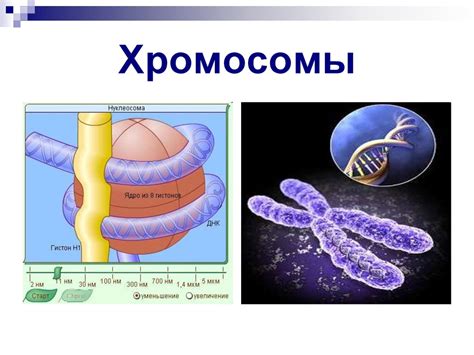 Когда можно увидеть хромосомы в живом организме