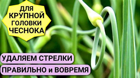 Когда обрывать стрелки чеснока?