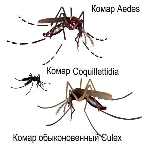 Когда пропадут комары: гид по сезону и борьбе