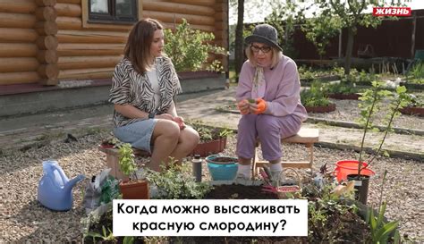 Когда следует высаживать смородину