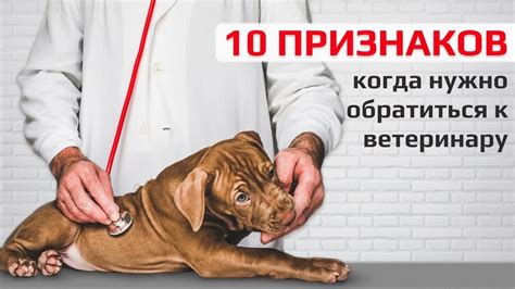 Когда следует обратиться к ветеринару?