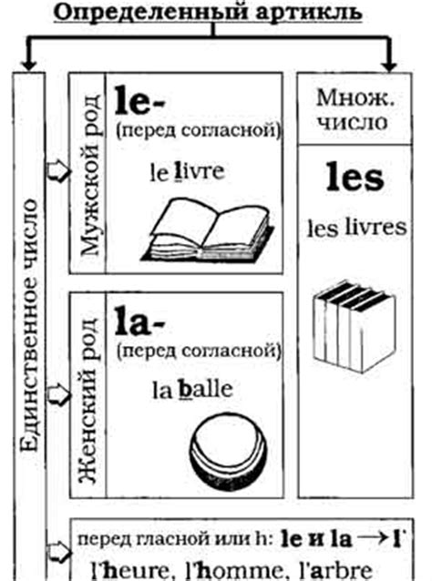 Когда употребляется "le" и когда "un" во французском языке: различия и правила