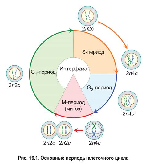 Количество молекул ДНК в ядре клетки лягушки