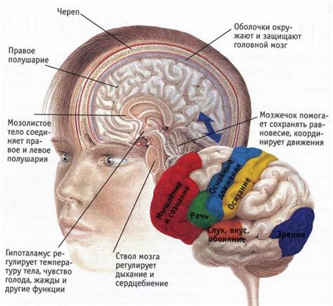 Количество отделов в головном мозге человека