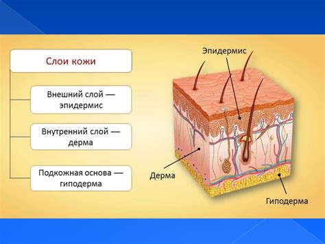 Количество слоев кожи на пальцах человека