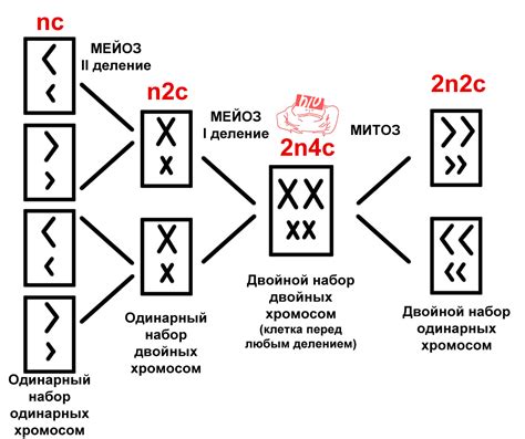 Количество хромосом в гамете и соматической клетке млекопитающего