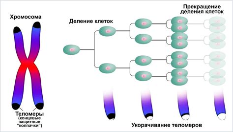 Количество хромосом в клетке: