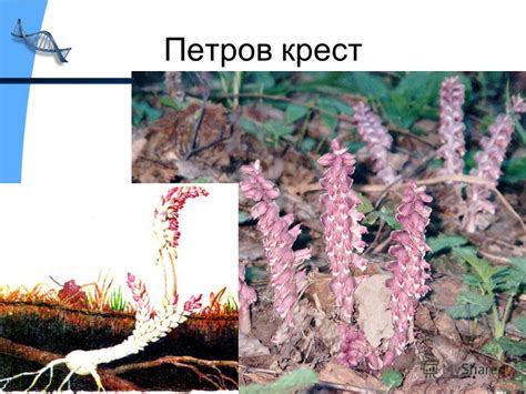 Комплексное воздействие мистических снов на отношение к корням деревьев