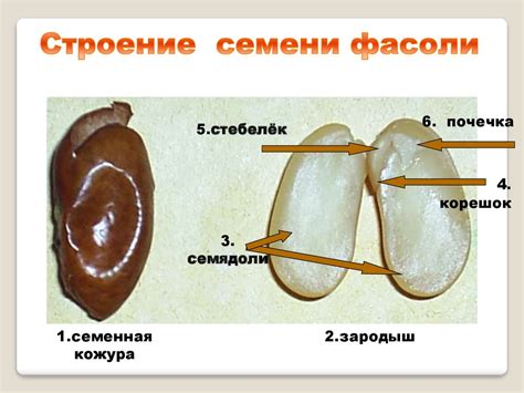 Корешок в семени фасоли: секрет и польза!