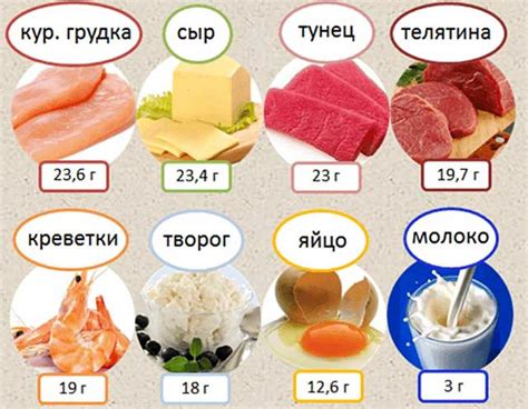 Кормление белок: полезные продукты и рацион