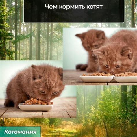 Кормление котят сметаной - символ изобилия и праздника