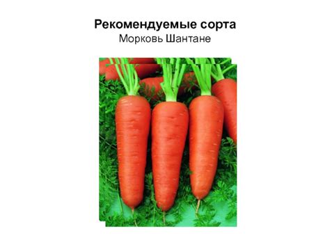 Корнеплоды моркови посевной: разнообразие и особенности