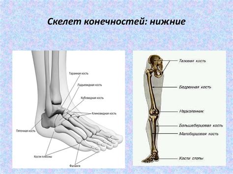 Кости ноги человека