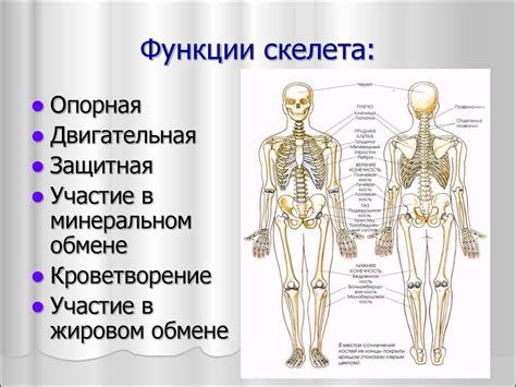 Костная система: строение и функции