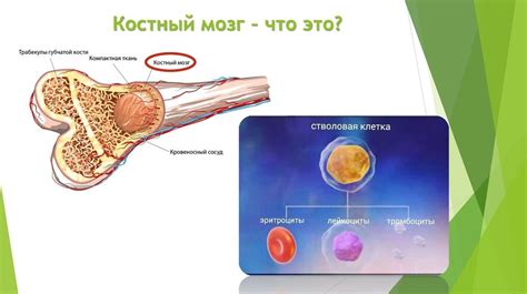 Костный мозг и его роль в организме