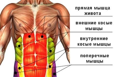 Косые мышцы живота