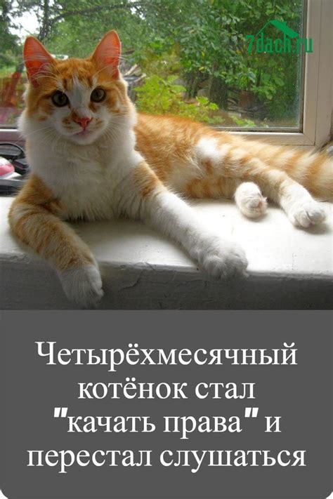 Котенок, ищущий укрытие - совет оберегать личную жизнь