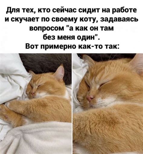 Коту просто нравится спать на спине