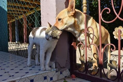 Коты бодают головами о своих хозяев