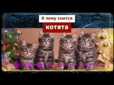 Котята во сне как символ беспечности и игры