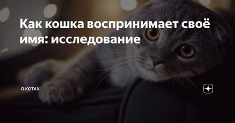 Кошка: самостоятельное исследование